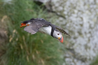 Out of sight, but not out of mind: GPS-tracking of seabirds during the breeding season