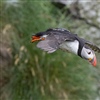 Breeding puffin from Runde instrumented with GPS-logger on its lower back. Photo: Ingar Støyle Bringsvor.