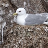 Kittiwake from Anda with GPS-logger mounted on the tail. This logger weighs six grams and can stay on during the whole chick rearing period. Photo: Signe Christensen-Dalsgaard.