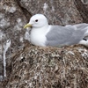 Krykkje fra Anda med GPS-logger montert på halen. Denne loggeren veier seks gram og kan sitte på under hele hekkeperioden. Foto: Signe Christensen-Dalsgaard