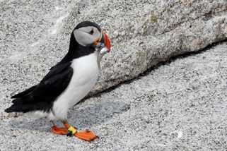 Lost at sea? Where do seabirds go outside of the breeding season?