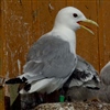 Black-legged kittiwake attending its chick at Sør-Gjæslingan. The light logger is attached to the green leg ring.