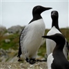 Common guillemot with a light logger attached to the blue leg ring.