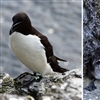 Left: razorbill with a geolocation-immersion logger; right: common guillemot with a time-depth recorder and geolocation-immersion logger. Photo credit: Andrew Carter. 