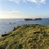 Et av Lilas studiesteder fra doktorgradsarbeidet hennes: Treshnish Isles vest i Skottland. Foto: Lila Buckingham.