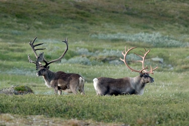 Bekjempe skrantesjuke vs. genetisk levedyktig villreinbestand