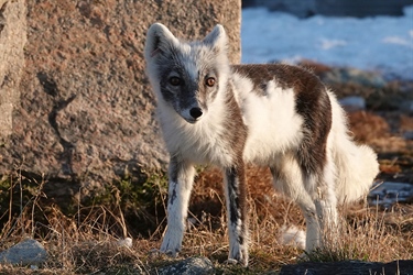 Fjellreven skifter pels etter klimaet