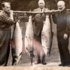 Morning catch june 17th 1939: Denne tweedkledte karen landet tre rugger i Eira i løpet av morgentimene en sommerdag i 1939, hver på over 20 kilo. Foto fra Engelskhuset Syltebø. 