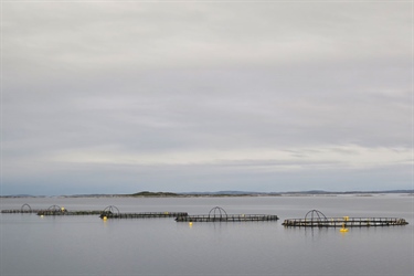 Ny vurdering av lakseluspåvirkning på vill laksefisk til Trafikklyssystemet