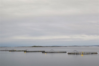 Ny vurdering av lakseluspåvirkning på vill laksefisk til Trafikklyssystemet