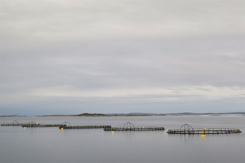 Ny vurdering av lakseluspåvirkning på vill laksefisk til Trafikklyssystemet