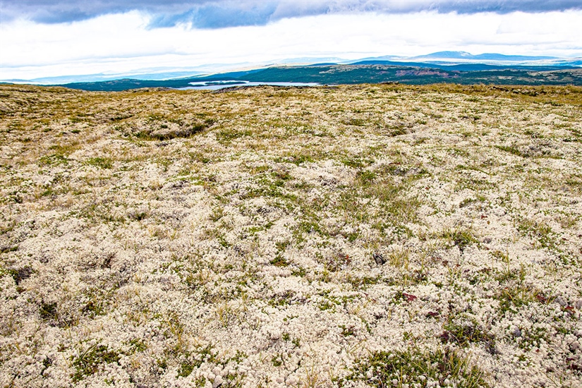 Lav har høy verdi for klimaet