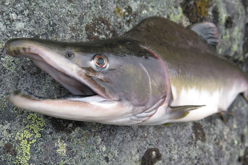 Ny rapport fra Vitenskapelig råd fra lakseforvaltning om bruk av fiskeredskap i sjøen til bekjempelse av pukkellaks