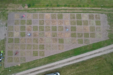 Innovative use of traditional hay meadows can help pollinators