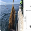 Venstre: Dyrkningsforsøk med sukkertare som Sintef Ocean utførte på kysten av Nordmøre (Foto: SINTEF Ocean). Høyre: Skjematisk tegning av en Macroalgal Cultivation Rig. (Diagram endret fra Bak mfl. 2018)