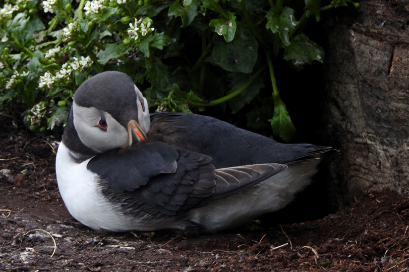 Raising offspring accelerates senescence in the Atlantic puffin