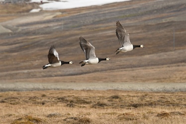 New Biodiversa+ project on bird conservation launched in Trondheim