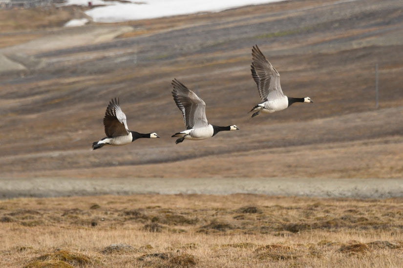 New Biodiversa+ project on bird conservation launched in Trondheim