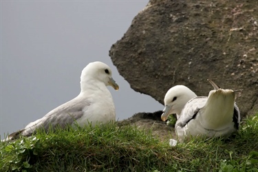 Puffin hunting in Iceland gives a unique insight into climate effects