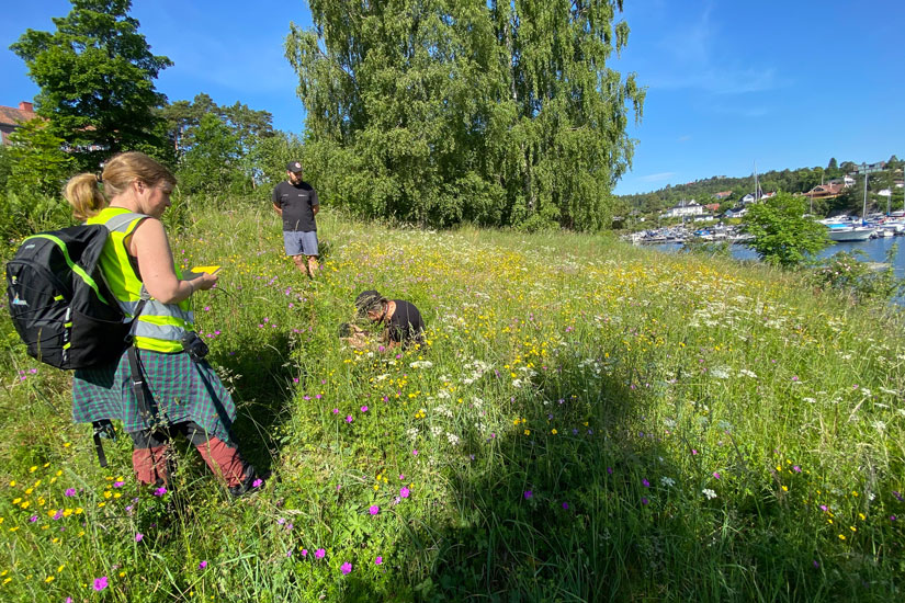 Vi trenger mer yrkesopplæring i naturrestaurering