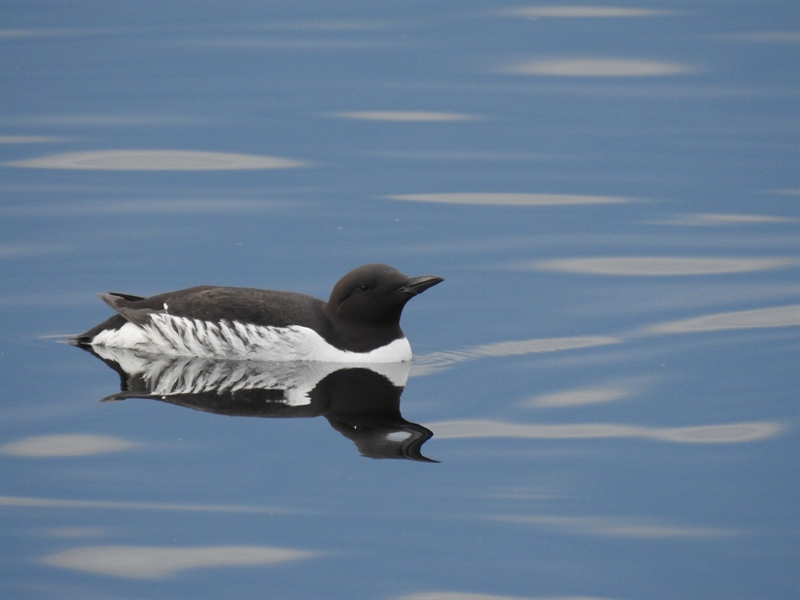 Simulating stressor impacts on seabirds