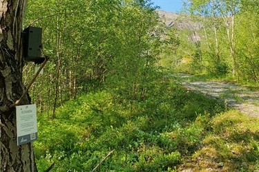 Skal fange opp gaupe med viltkamera i Nord-Norge