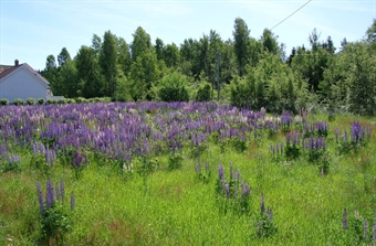 Har laget oversikt over restaurerbar natur