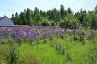 Har laget oversikt over restaurerbar natur