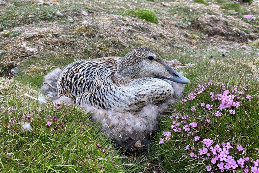 SEAPOPs årsbrosjyre oppsummerer 2022