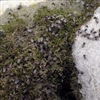 Svermende voksne (imago) gjendefluer ved elvebredden. Foto: Kjell Sandaas