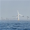 Ringgås er en av fugleartene med tilknytning til saltvann som kan bli påvirket av vindturbiner til havs. Foto: Oskar Bjørnstad 