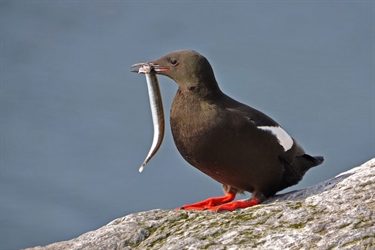 Variable foraging patterns among black guillemots