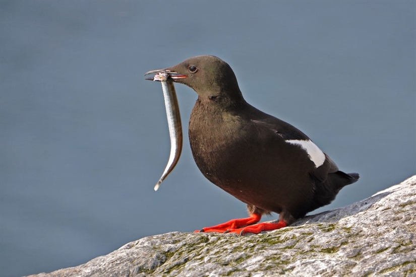 Variable foraging patterns among black guillemots