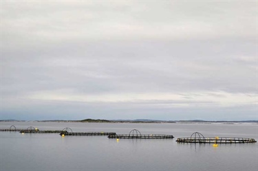 Ny vurdering av lakseluspåvirkning på vill laksefisk i Trafikklyssystemet