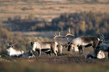 Kan vi åpne gamle villreinruter i Rondane ved å fjerne turisthytter, stier og veier?