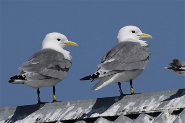 New status indicator for seabird populations