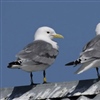 Krykkjer har ingenting imot å bosette seg i bebygde strøk hvis forholdene ligger til rette for det, som her på Røst. Bildet viser to voksne, ringmerkede krykkjer. Foto: Tycho Anker-Nilssen..