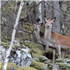 Jegerne endret ikke jaktinnsatsen i vesentlig grad som følge av kvotefri jakt på hjortekalver, viser ny rapport. Foto: Rein-Arne Golf, Statens naturoppsyn