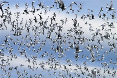Migrating seabirds take advantage of favourable winds