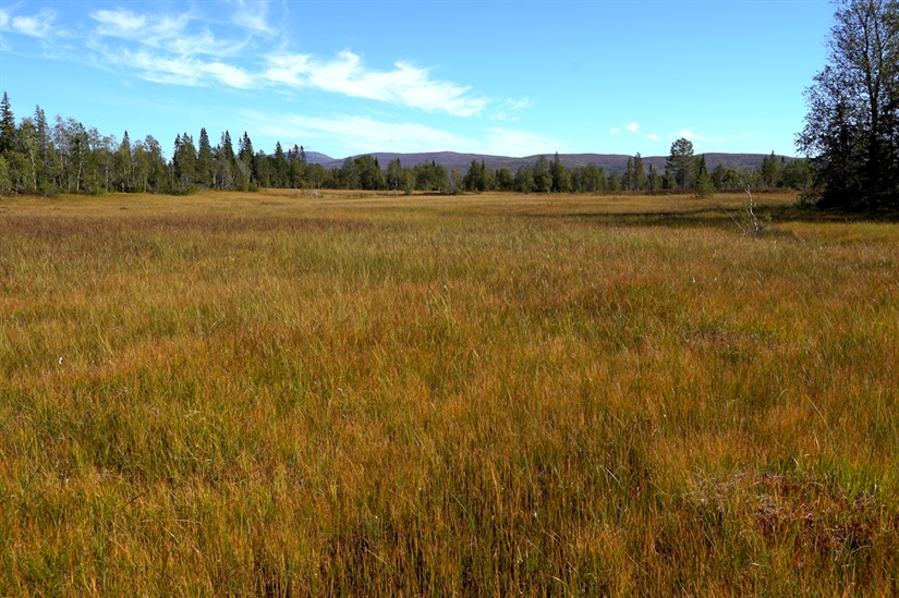 New calculator for peatland volume and carbon stock