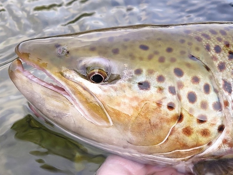 Large-scale mapping shows Salmon lice push sea trout towards crisis