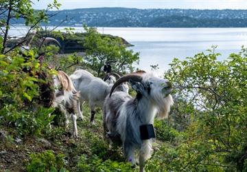 Har tiltak for trua natur ønsket effekt?