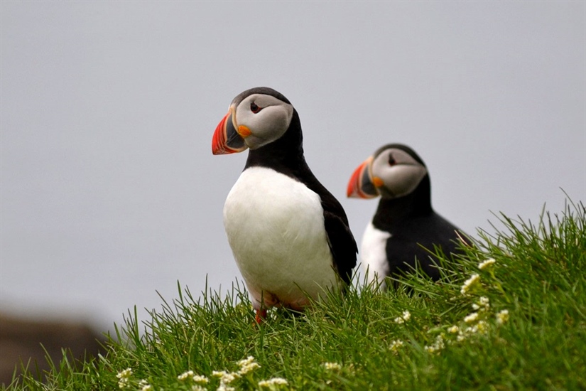 Summer neighbours choose different wintering areas