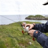 Lunder kan fanges på flere måter. Her frigjør Tycho Anker-Nilssen en lunde som har fløyet inn i et fangstnett på Røst. Foto © Per Anders Todal