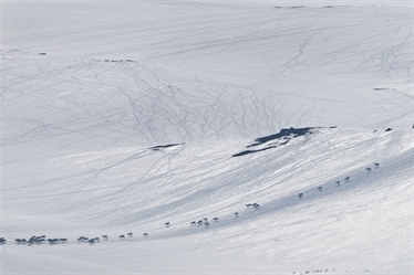 Code red and yellow for Norway's wild reindeer