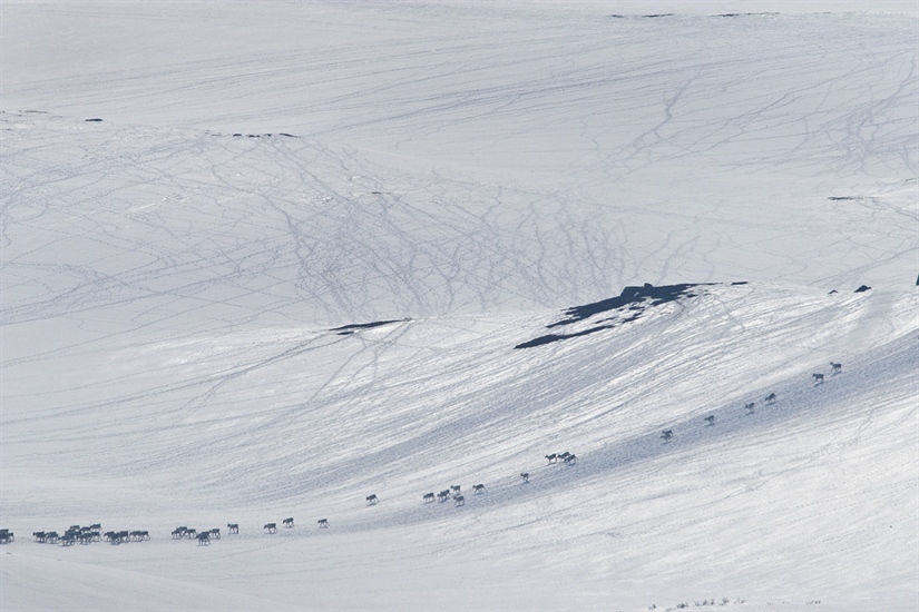Code red and yellow for Norway's wild reindeer