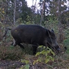 Kostholdet gir viktig kunnskap om villsvinets evne til å overleve, spesielt under vinterlige forhold. Foto: Viltkamera, NINA