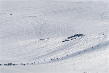 Ta hensyn til villreinen i påskefjellet