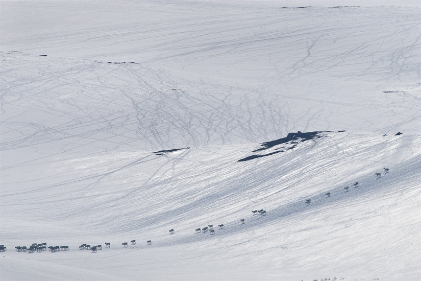 Ta hensyn til villreinen i påskefjellet