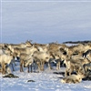 Forstyrrelser gjør at reinen får mindre tid til å beite og hvile. Foto: Olav Strand, NINA